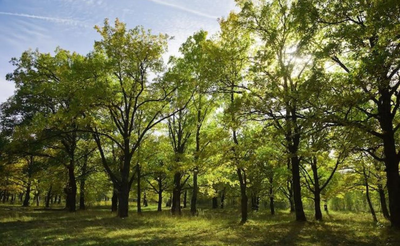 ativos-florestais Saiba o que são ativos florestais